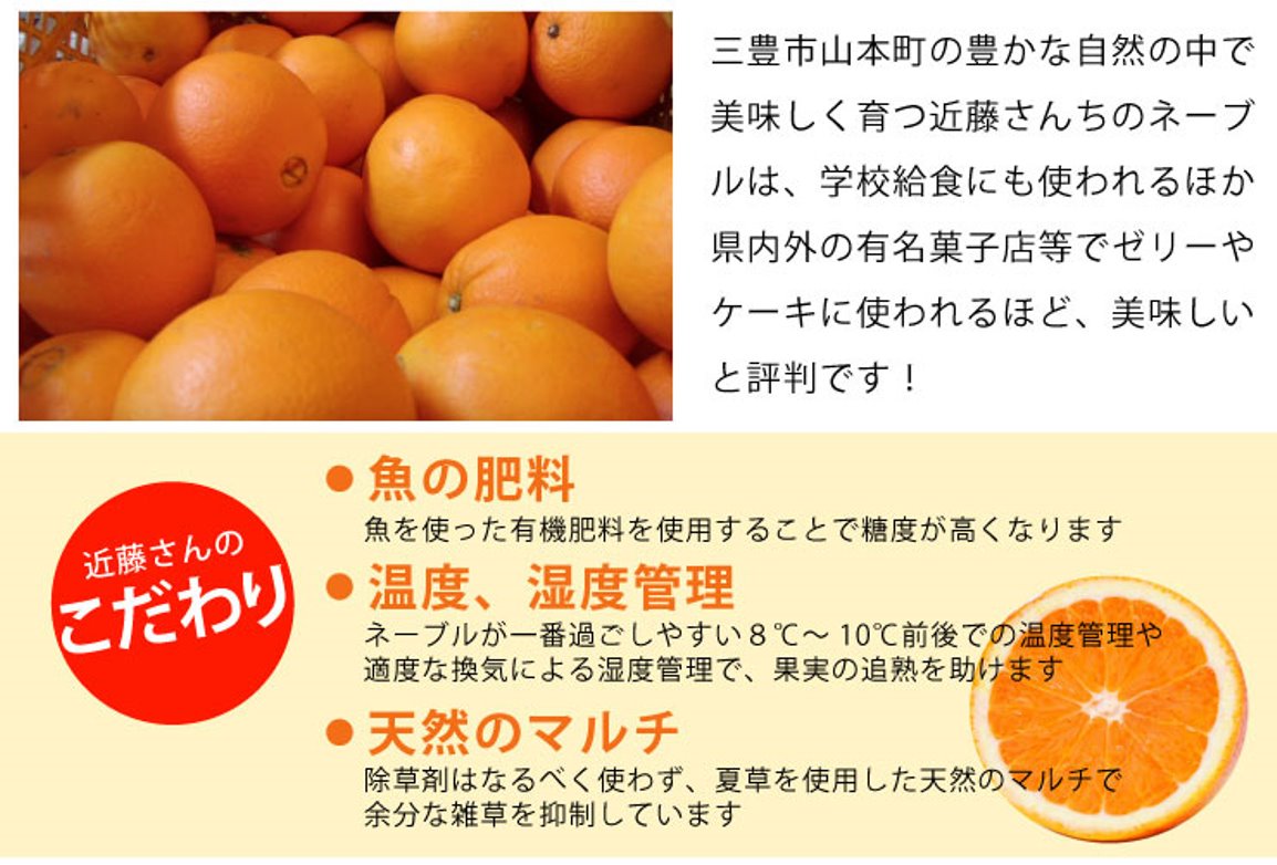 三豊の国産ネーブル