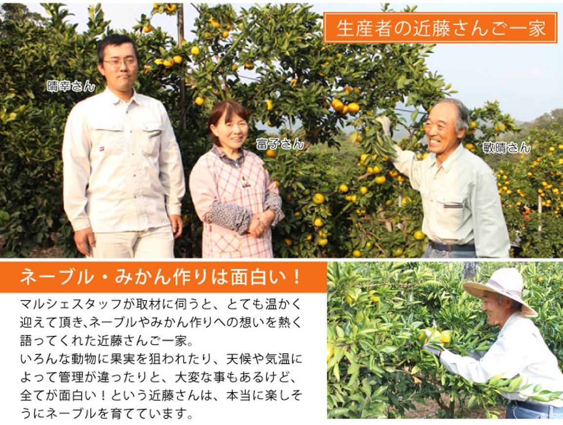 三豊の国産ネーブル