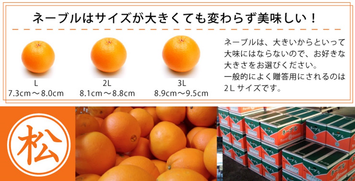 三豊の国産ネーブル