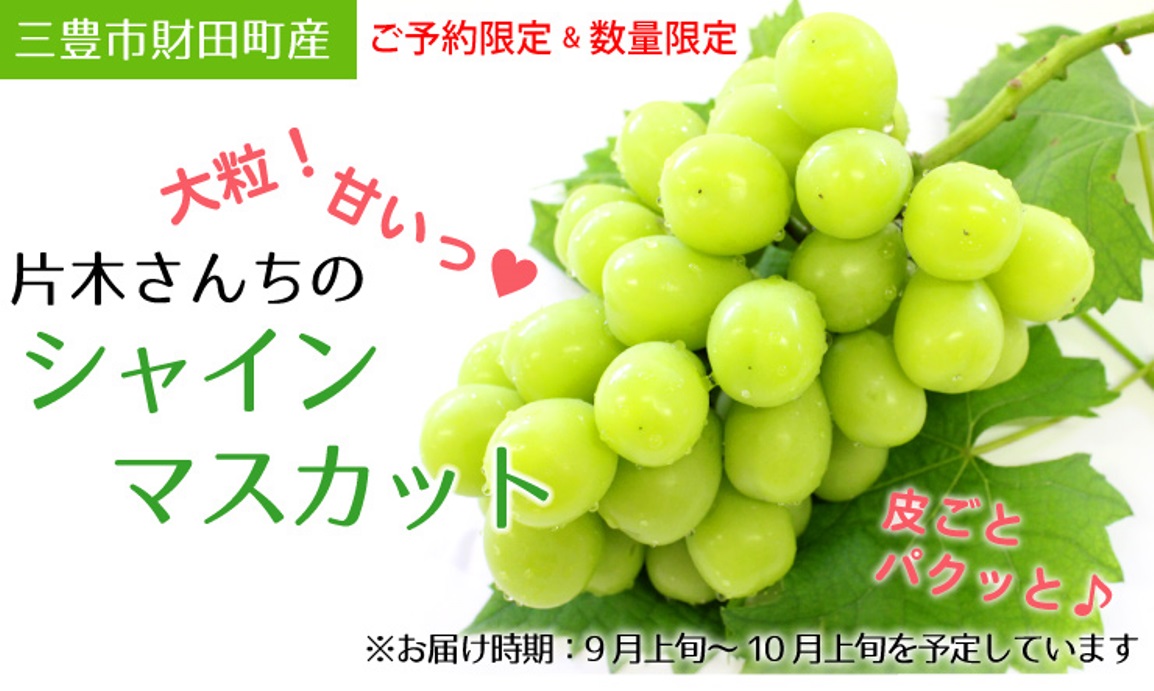 香川県三豊市財田町産 片木さんちのシャインマスカット