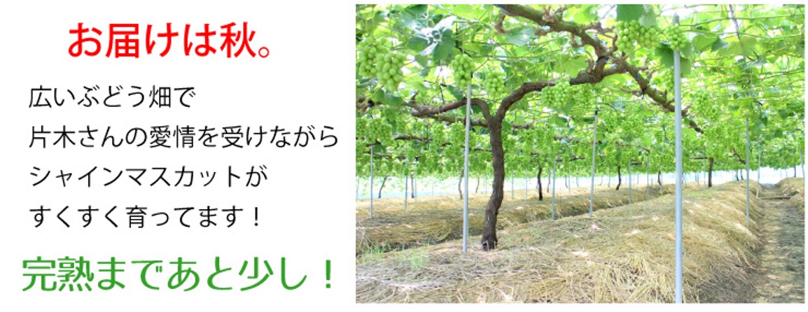 お届けは秋。完熟まであと少し!