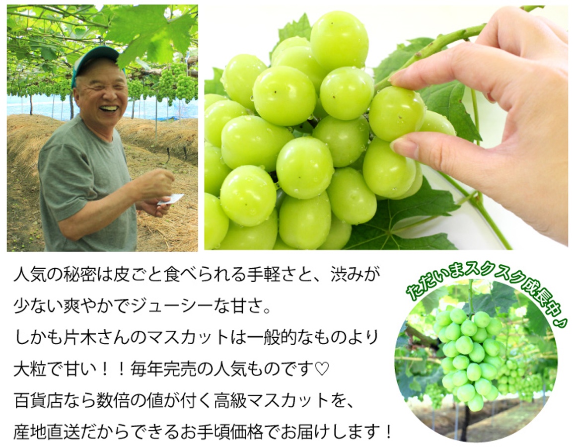 皮ごと食べられる手軽さと爽やかな甘さが人気。大粒で甘い片木さんのマスカットを産地直送価格でお届け!